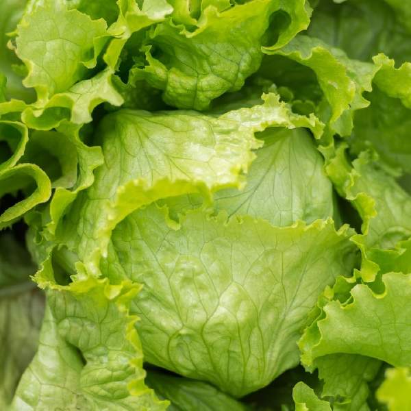 lettuce-great-lakes-(crisphead)-vegetable-1657202225.jpg