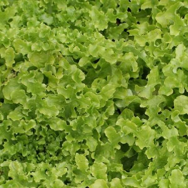 Lettuce Salad Bowl