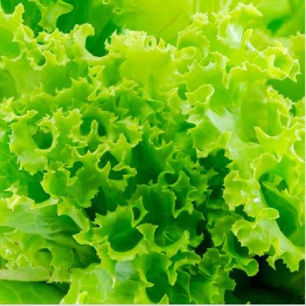 lettuce-simpson-elite-(looseleaf)-vegetable-1664384933.jpg