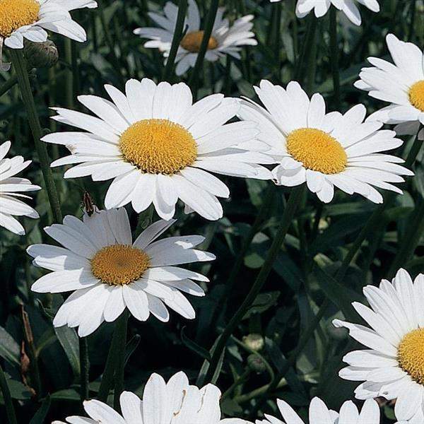 leucanthemum-becky-leucanthemum-1659640086.jpg