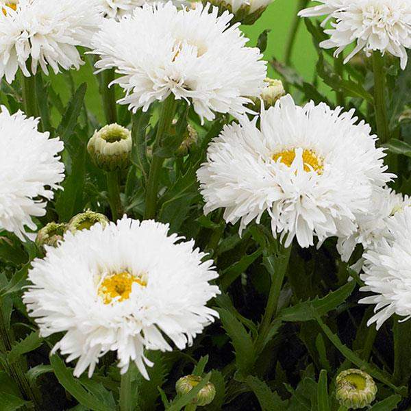 Leucanthemum Crazy Daisy