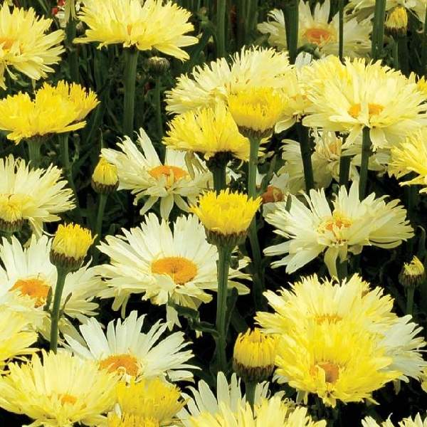 LEUCANTHEMUM GOLDFINCH