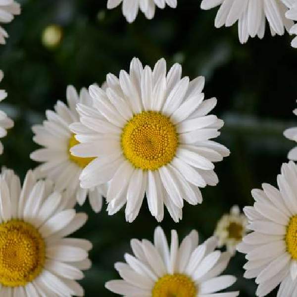 leucanthemum-lucille-chic-leucanthemum-1659643281.jpg