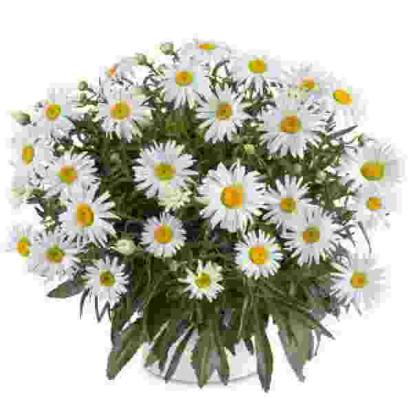 LEUCANTHEMUM LUCILLE GRACE