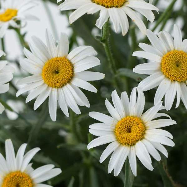 LEUCANTHEMUM LUCILLE WHITE
