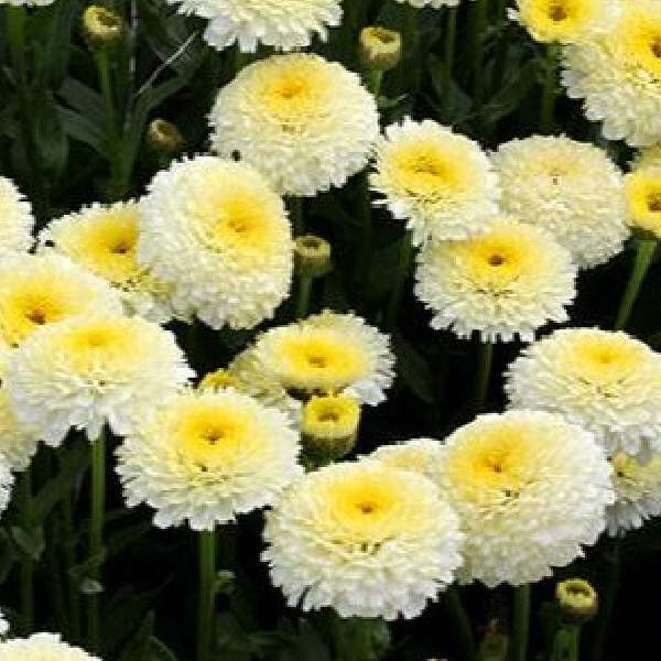 leucanthemum-luna-leucanthemum-1659643433.jpg