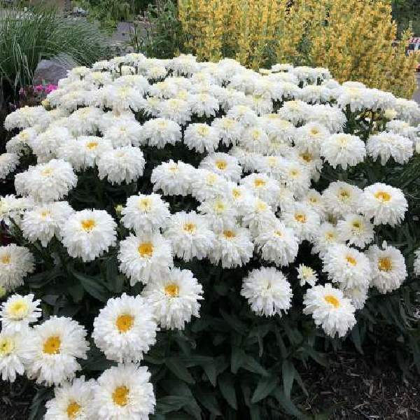 LEUCANTHEMUM MACAROON