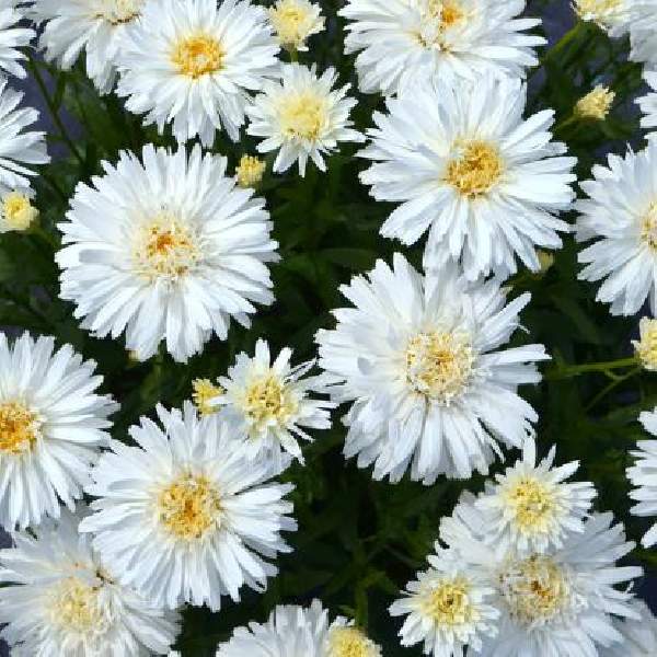 LEUCANTHEMUM MT HOOD