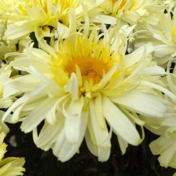 Leucanthemum REALFLOR Real Charmer