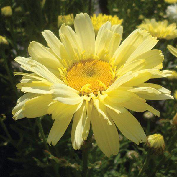 Leucanthemum REALFLOR Real Dream