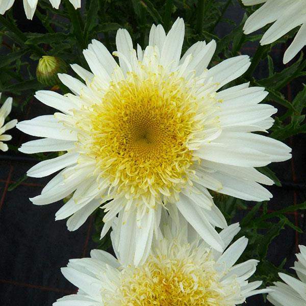 Leucanthemum REALFLOR Real Glory
