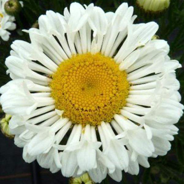 Leucanthemum REALFLOR Real Neat