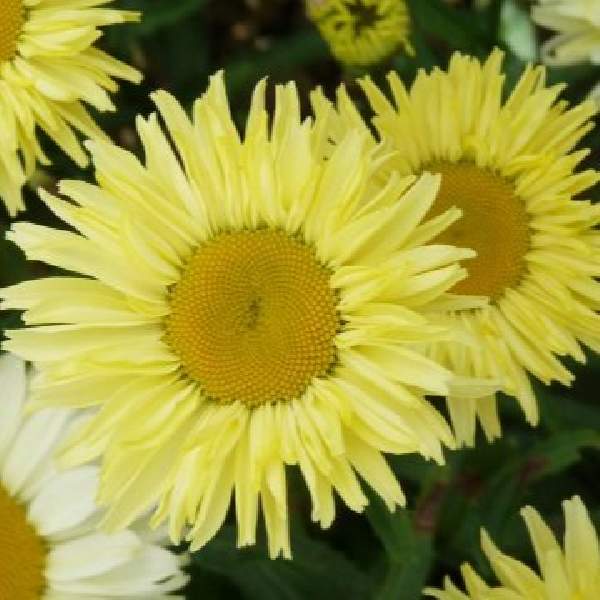 Leucanthemum REALFLOR Real Solar