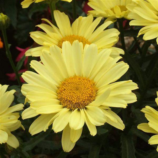 Leucanthemum REALFLOR Real Sunbeam
