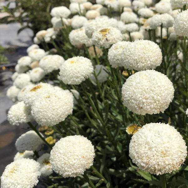 Leucanthemum REALFLOR Real Tiny Bubbles
