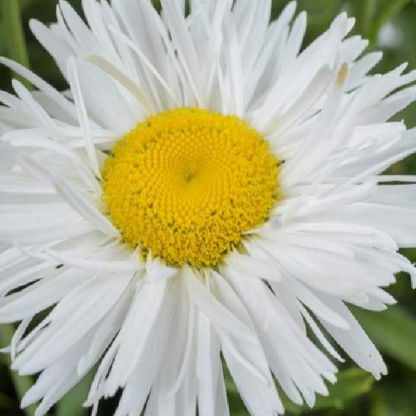 Leucanthemum REALFLOR Real Winner