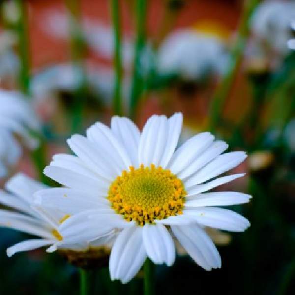 LEUCANTHEMUM SNOWCAP