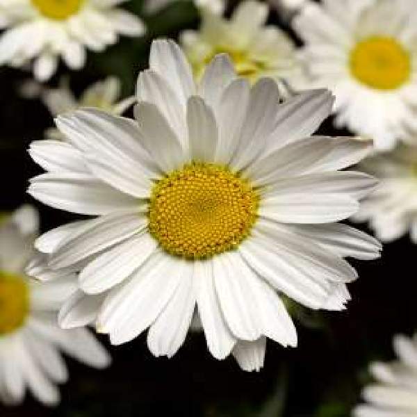 LEUCANTHEMUM SUPERBUM FLOWER POWER