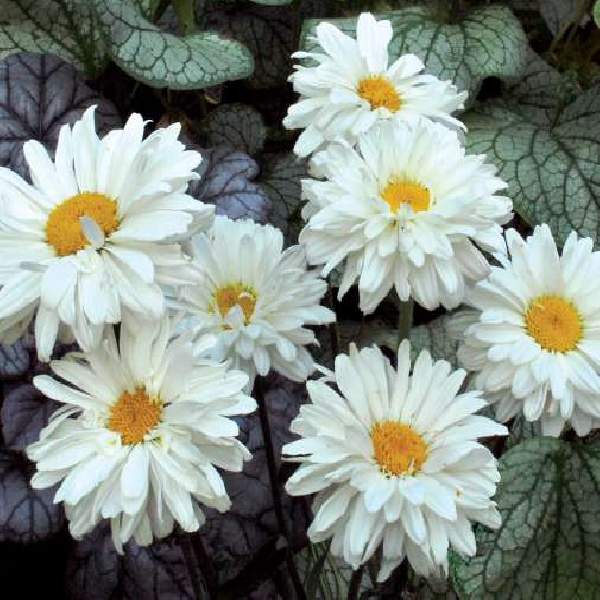 LEUCANTHEMUM VICTORIAN SECRET
