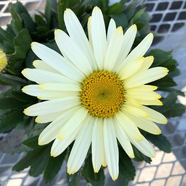 LEUCANTHEMUM WESTERN STAR GEMINI
