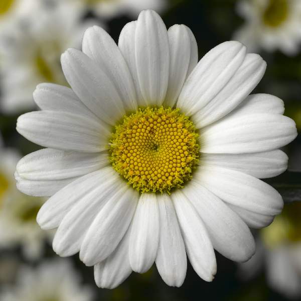 LEUCANTHEMUM WESTERN STAR LEO