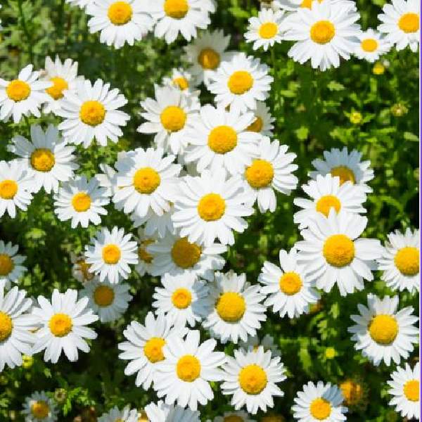 LEUCANTHEMUM WESTERN STAR PISCES