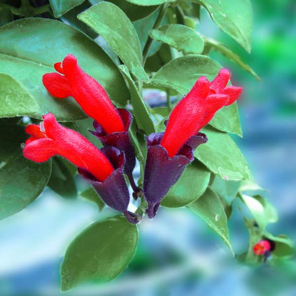 lipstick-plant-red.jpg