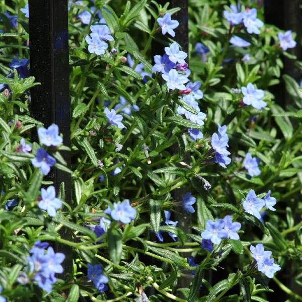 Lithodora
