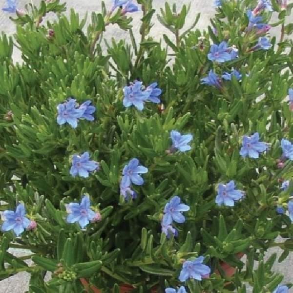 lithodora-heavenly-blue-lithodora-1724962876.jpg