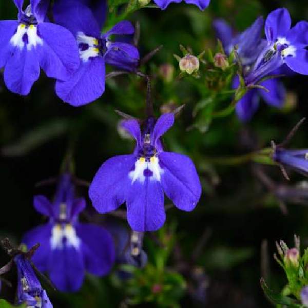 Lobelia