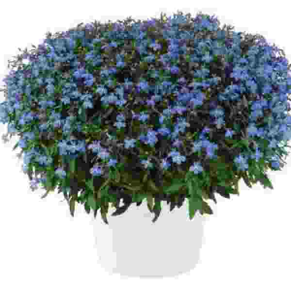 LOBELIA GLOW ELECTRIC BLUE