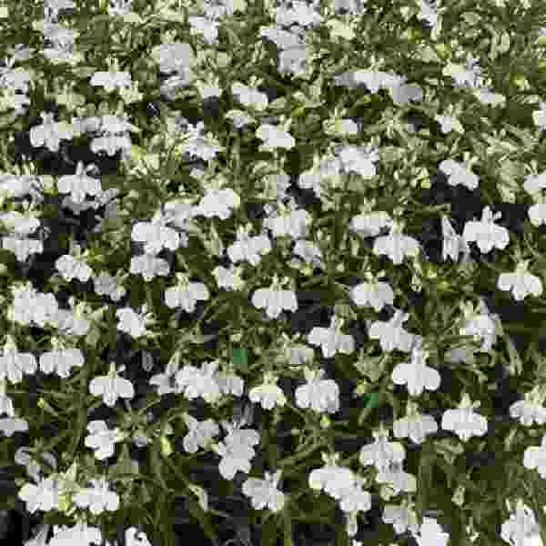 lobelia-glow-lightning-lobelia-1660316441.jpg