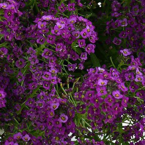 Lobularia STREAM Compact Purple