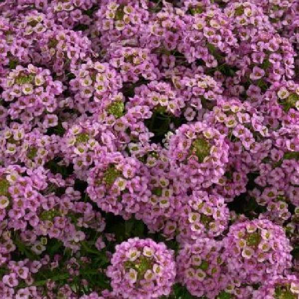 Lobularia STREAM Compact Rose