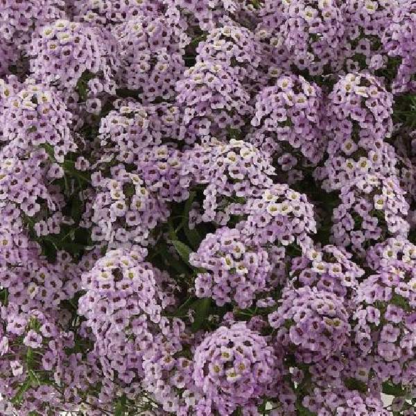 Lobularia STREAM Compact Violet