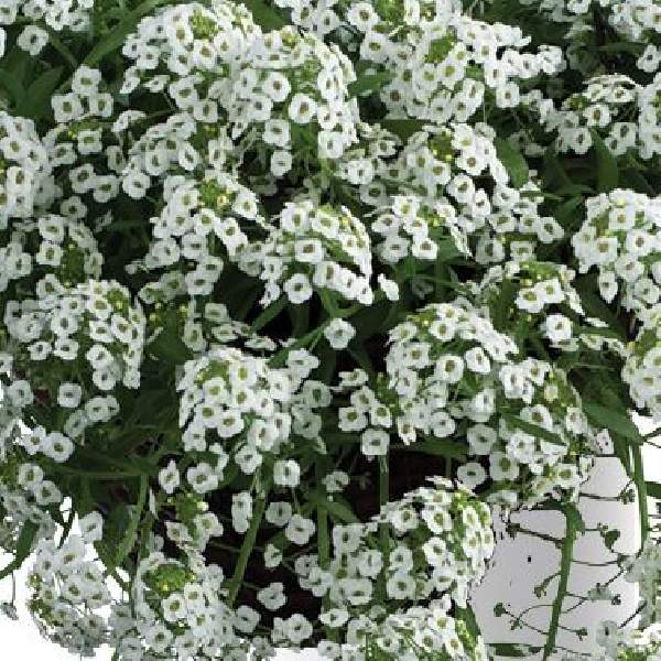 Lobularia STREAM Compact White