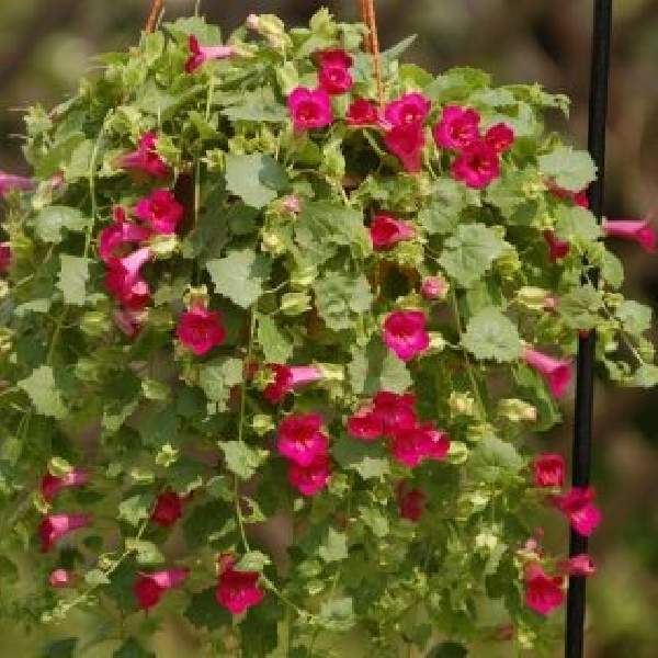 Lophospermum