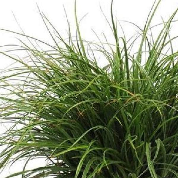 Luzula ColorGrass Lucius