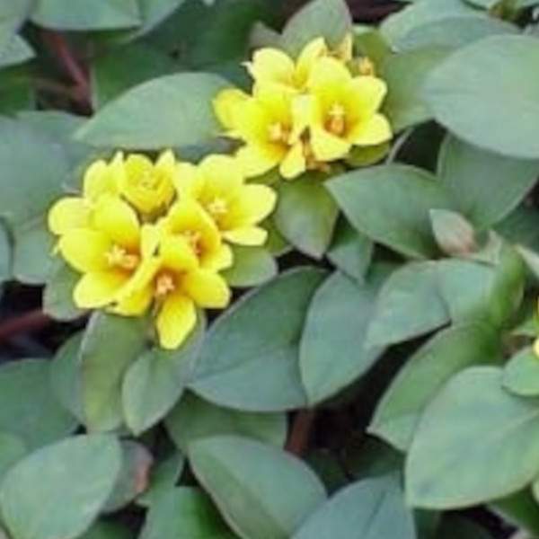 lysimachia-golden-globes-foliage.jpg