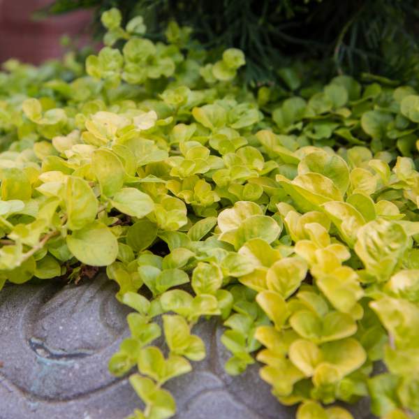 Lysimachia