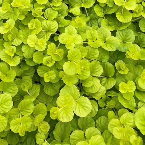 lysimachia-nummularia-goldi-lysimachia-1659968098.jpg