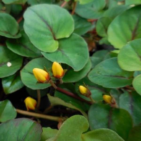 LYSIMACHIA SUNBURST