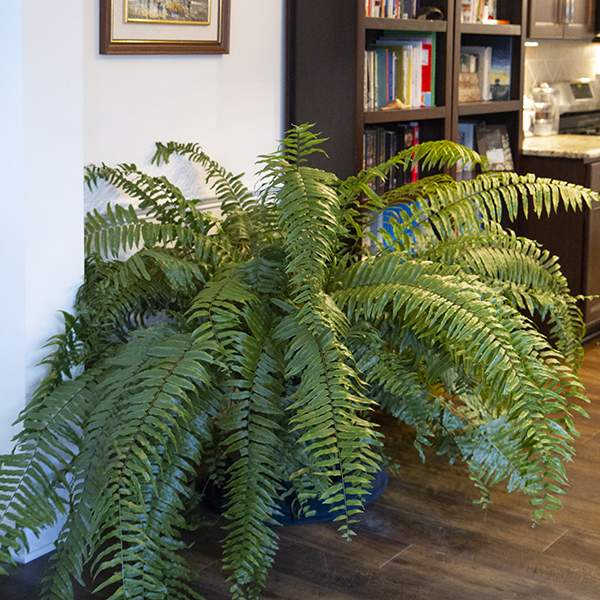 FERN MACHO FERN