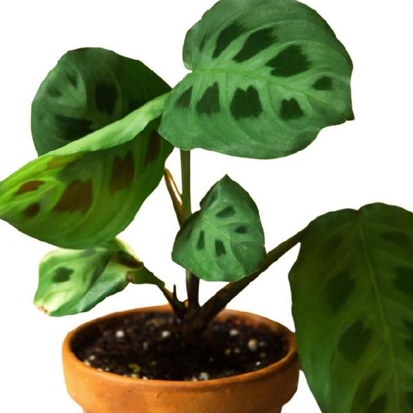 Maranta