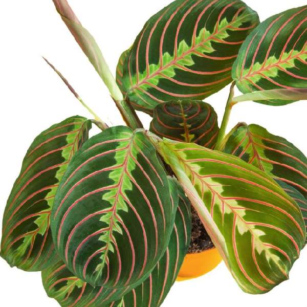 maranta-red-maranta-1706646039.jpg
