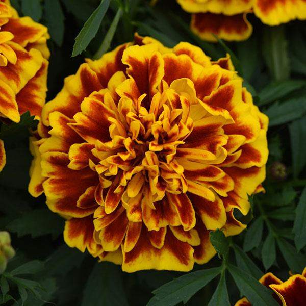 Marigold