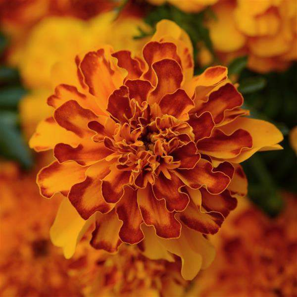 marigold-bonanza-bolero-marigold-1665595603.jpg