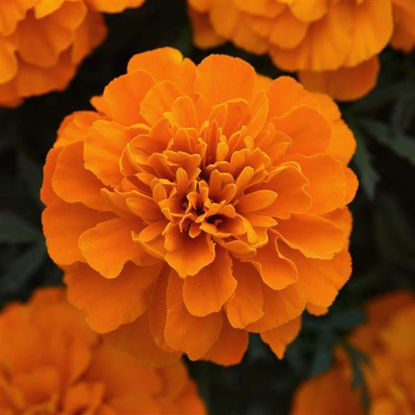 marigold-bonanza-deep-orange-marigold-1665595632.jpg