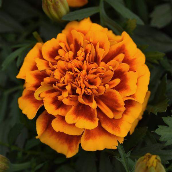 MARIGOLD BONANZA FLAME