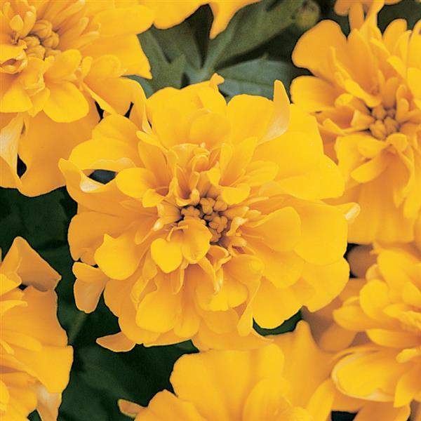 marigold-bonanza-gold-marigold-1665595651.jpg